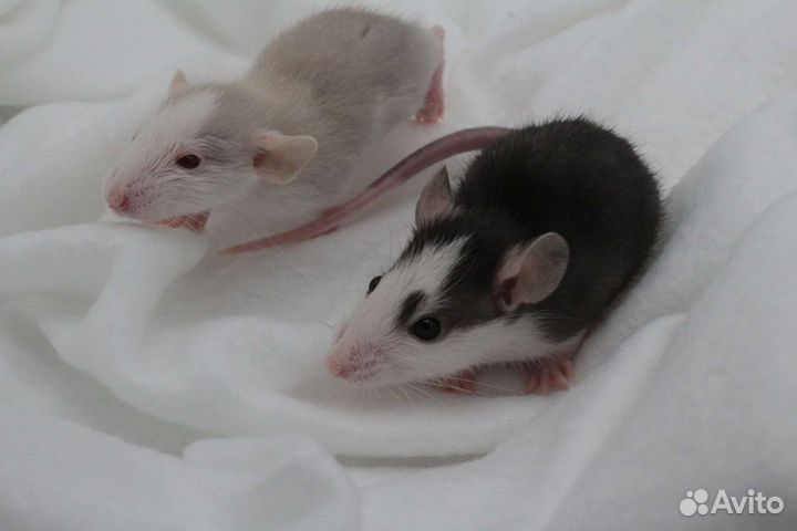 Крысята крысы дамбо вельветин рекс хаски питомник