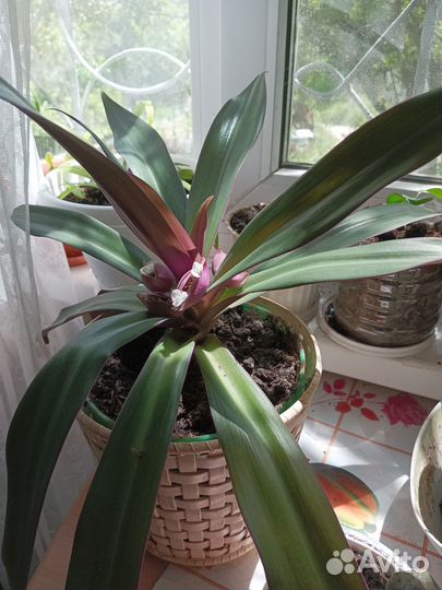 Традесканция рео