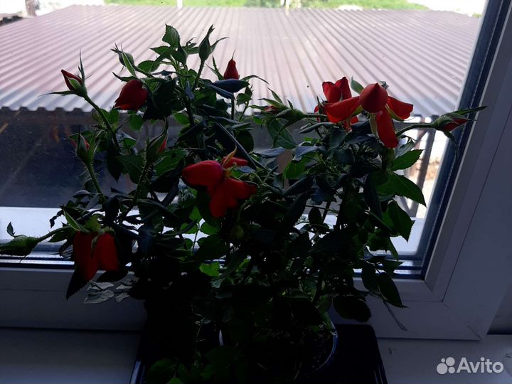 Комнатные цветы розы