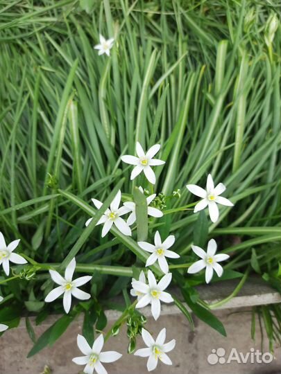 Птицемлечник