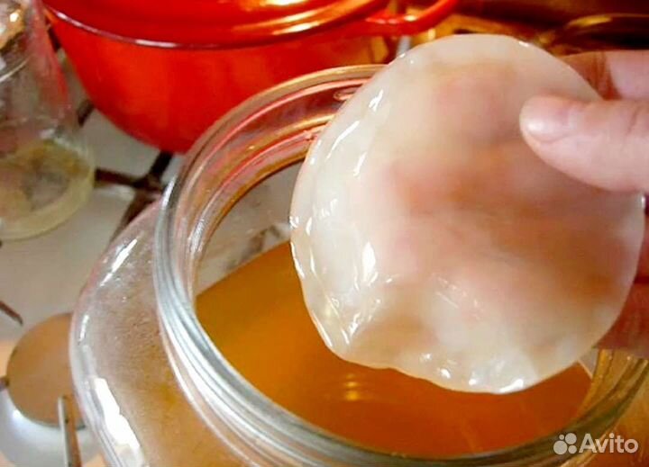 Отдам чайный гриб