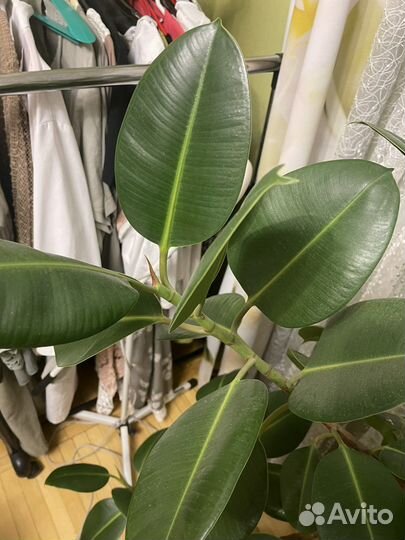 Комнатные цветы