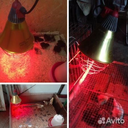 Рефлекторы для обогрева птиц в курятнике, брудере