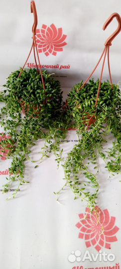 Сенецио, церопегия, гиацинт, лимон лайм