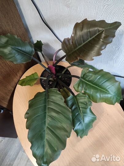 Комнатные растения