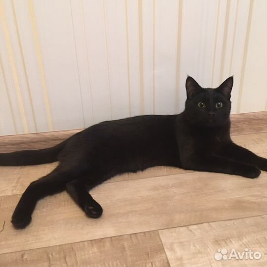 Кот котенок