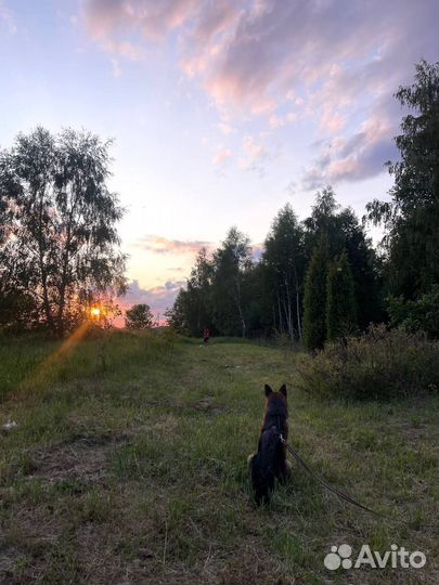 Кинолог / передержка