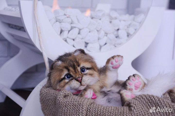 Красивая кошечка