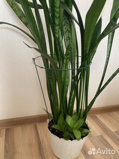 Сансевиерия