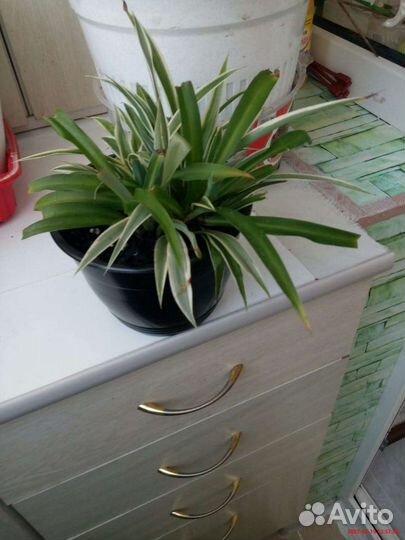 Комнатные растения и цветы