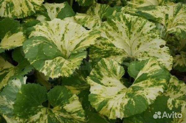 Цветы для сада