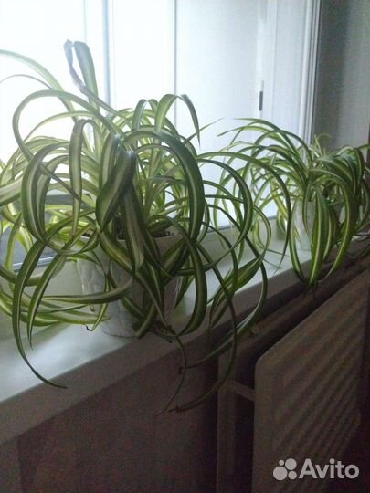 Хлорофитум