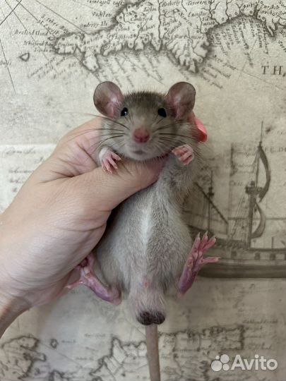Крысята Дамбо из проф Питомника.Доставка