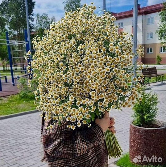 Букеты. Доставка ромашек