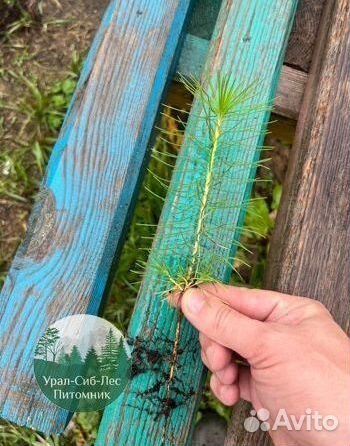 Зкс и окс Сосна Ель Лиственница сеянцы Голуб горн