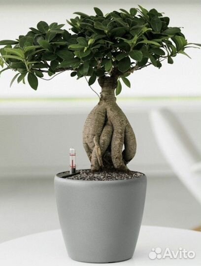 Фикус микрокарпа