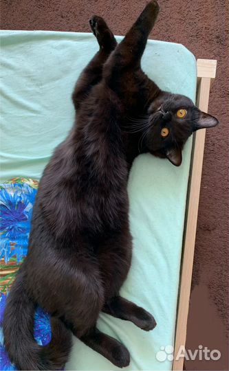 Отдам кота