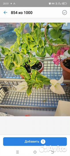 Продам бугенвиллии