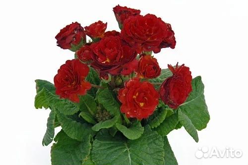 Примулы полиантовые махровые