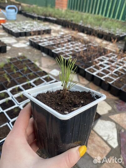 Сосна горная мугус саженцы