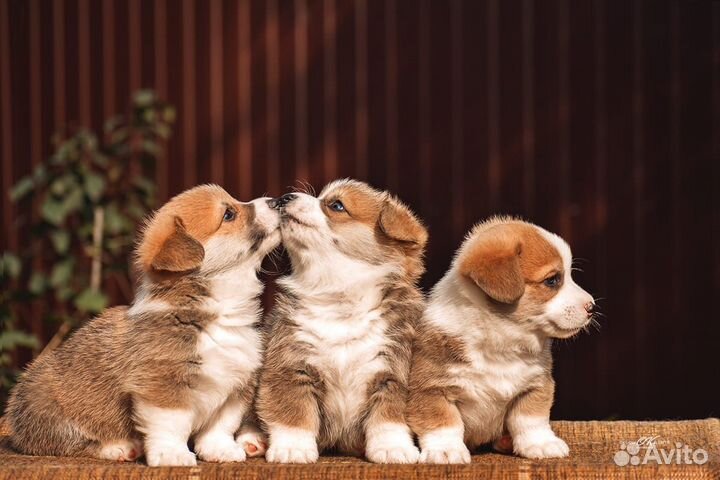 Щенки