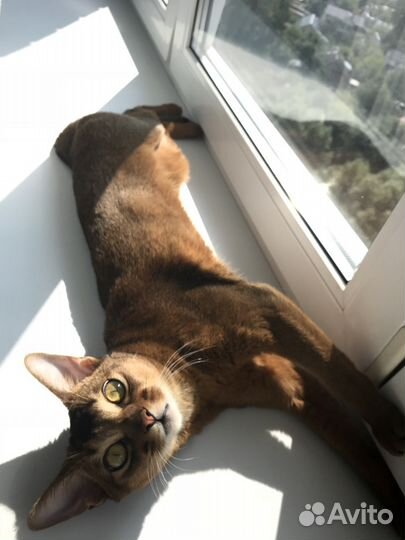 Вязка с абиссинским котом Grand Inter Champion WCF