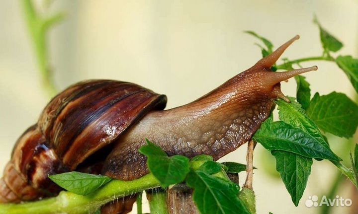 Улитки Ахатины