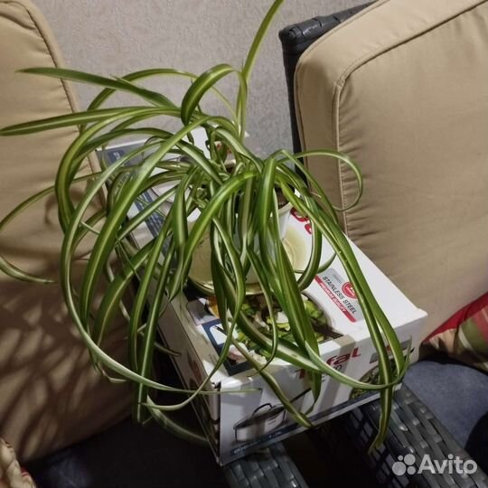 Хлорофитум в ассортименте