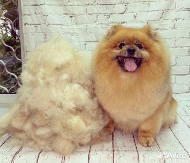 Стрижка собак и кошек в Москве