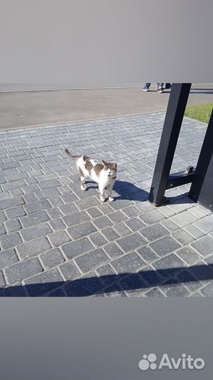 Кошки в добрые руки