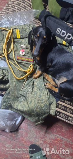 Вязка кобель такса