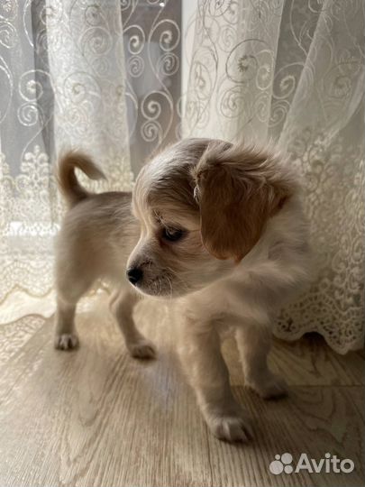 Чихуахуа