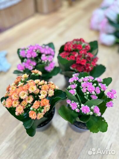 Комнатные цветы Каланхоэ