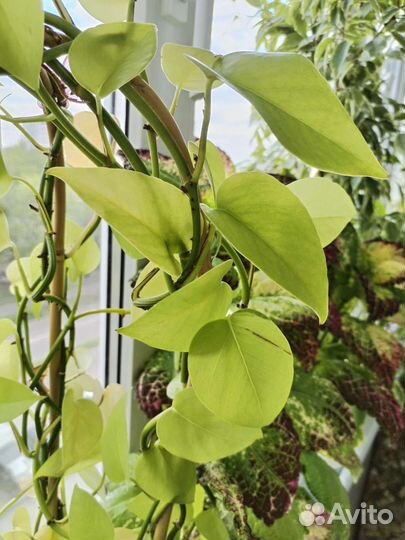 Сциндапсус неон и марбл квин