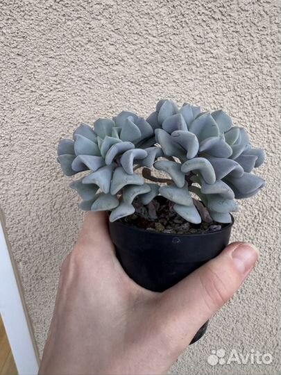 Суккулент Echeveria Cubic Frost