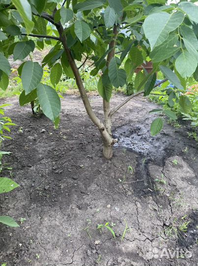 Саженцы грецкого ореха, морозостойкие