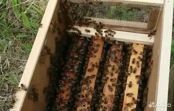 Купить Пчелопакеты 2024 Карника Бакфаст Карпатка