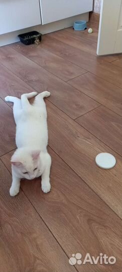 Кошка блогер съёмки рекламы