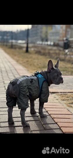 Комбинизон для собак мелких пород