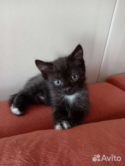 Девочка в добрые руки