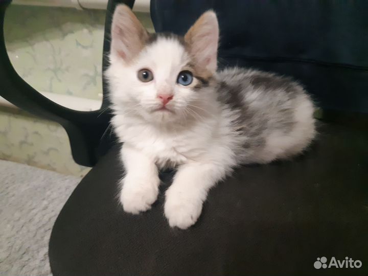 Котенок мальчик 1 мес. и 3 нед