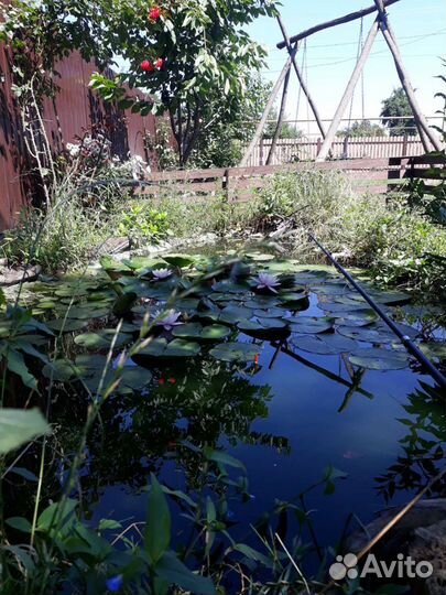 Лилии нимфии и аир