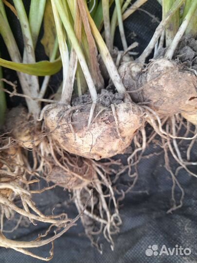 Клубни каллы