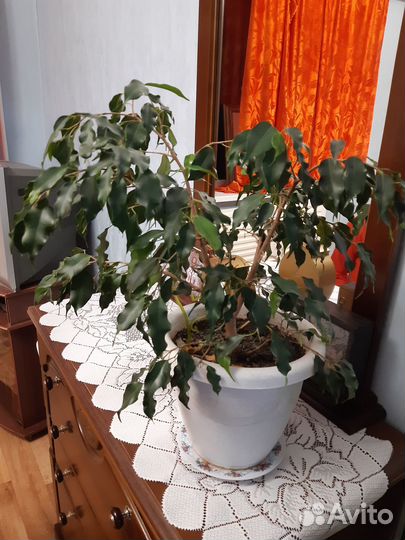 Продам цветы комнатные