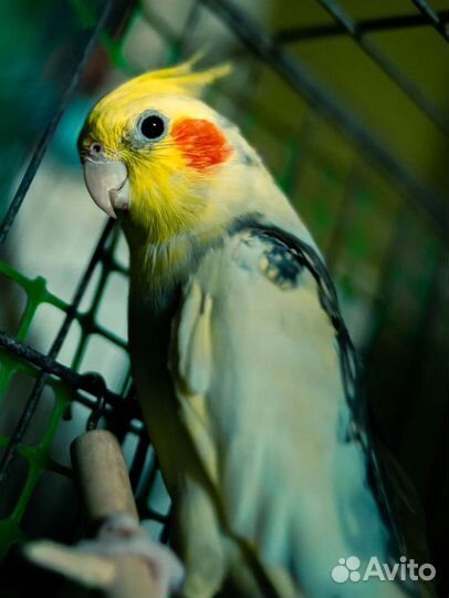 Попугай карелла
