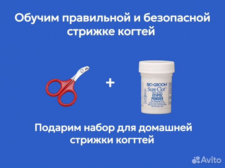 Обучение стрижки когтей питомцу