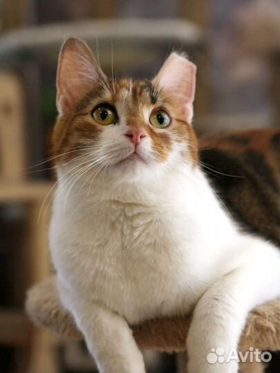 Кошечка ласкуша в доьрые ручки