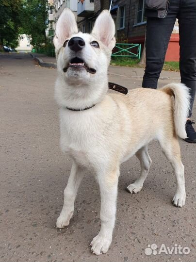 Щенок в добрые руки