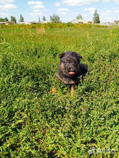 Шенки немецкой овчарки