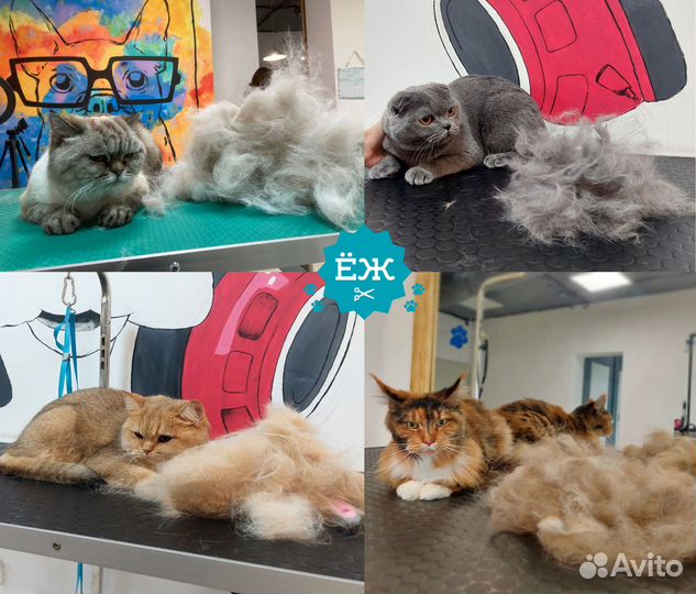 Мытье и экспресс-линька кота и кошки в Тюмени